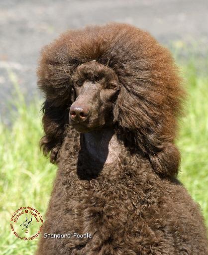 Poodle Standard 9R063D-099.JPG